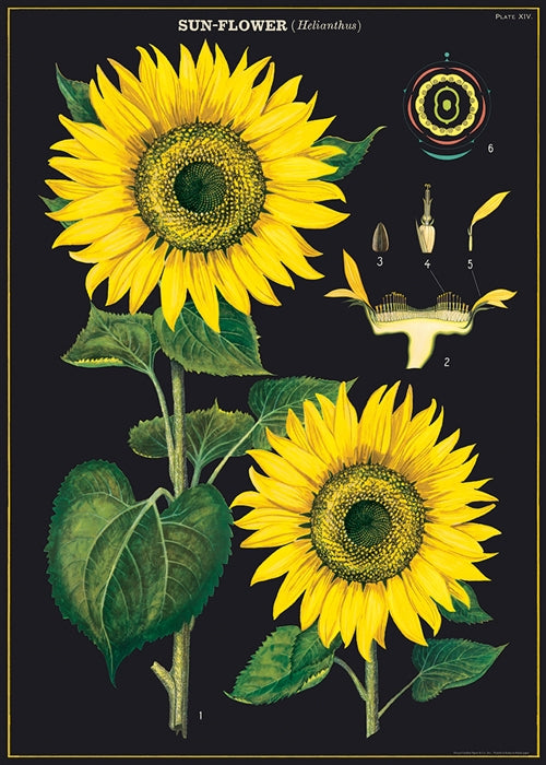 Cavallini Vintage Poster &amp; Frame Kit Collection