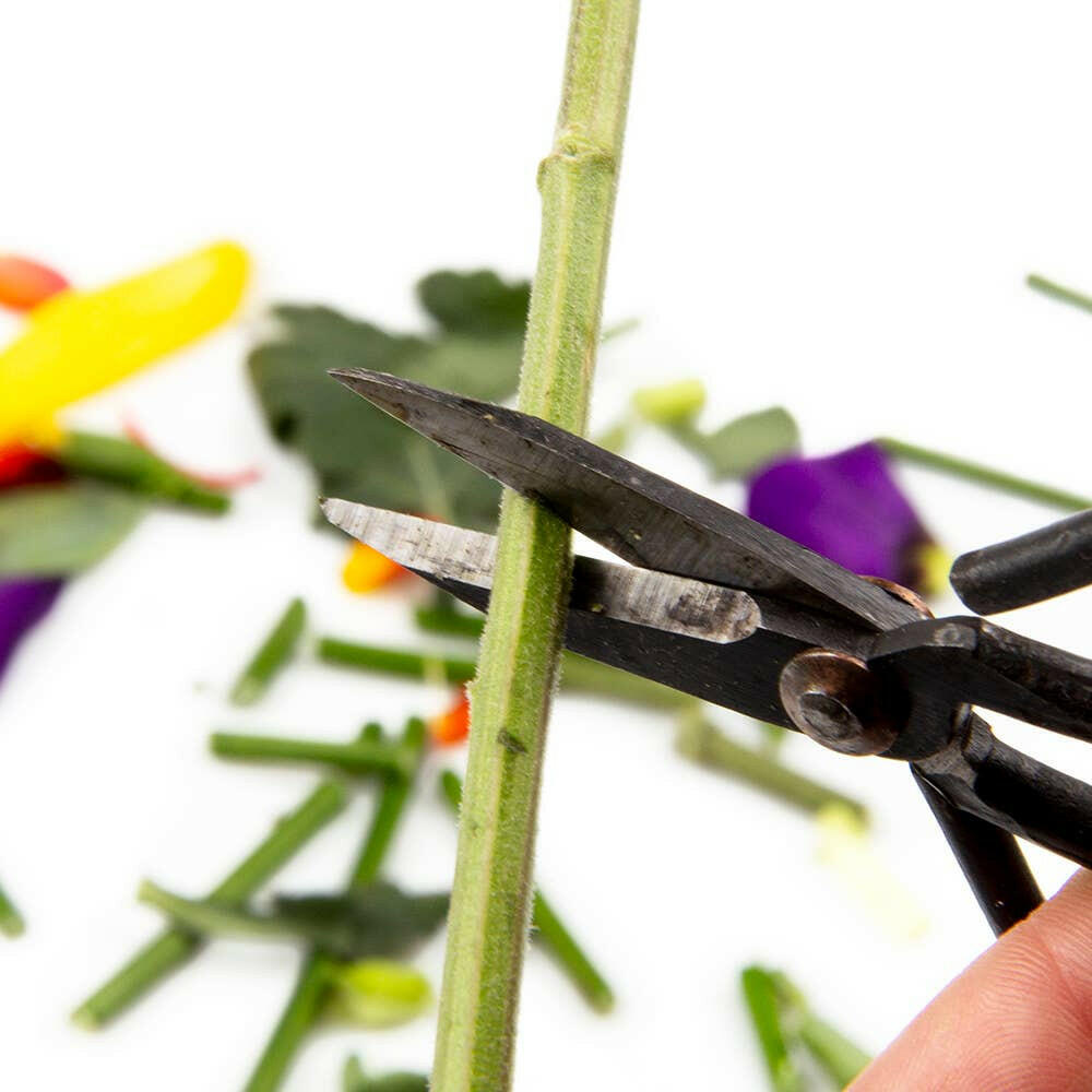 Edward Plant Clippers | Artisans.