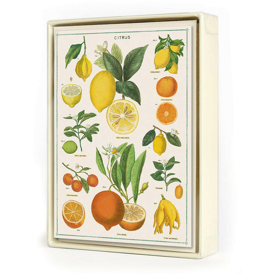 Cavallini Boxed Notecards | Artisans.