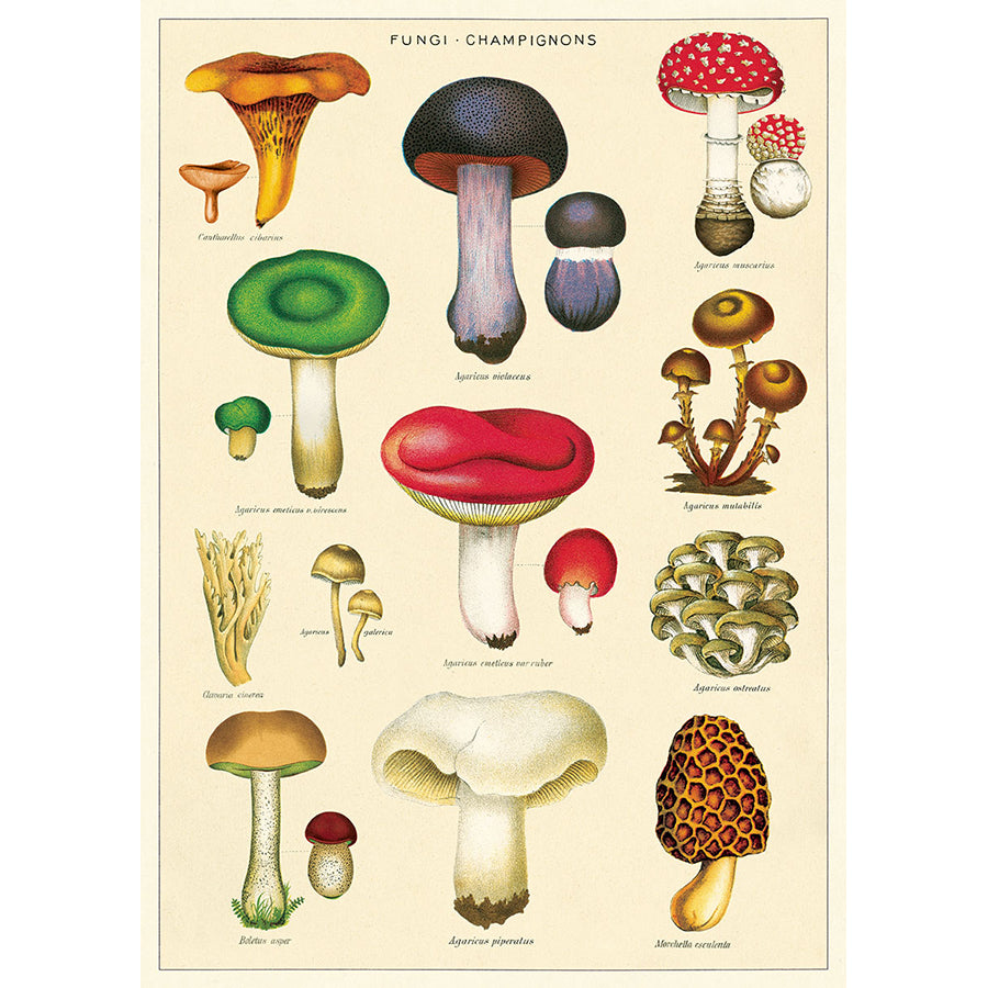 Cavallini Vintage Poster &amp; Frame Kit Collection