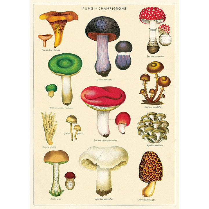 Cavallini Vintage Poster &amp; Frame Kit Collection