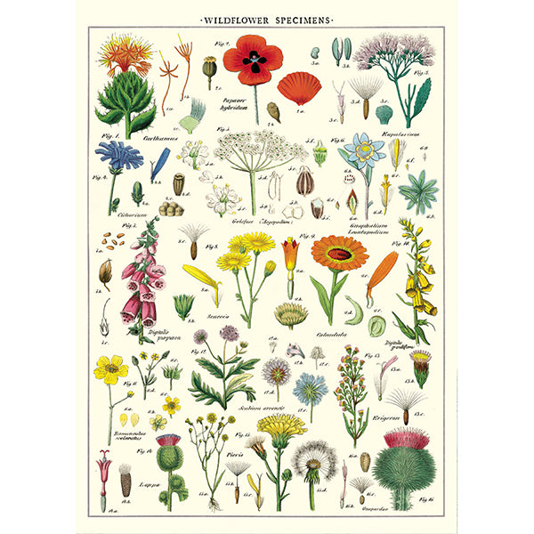 Cavallini Vintage Poster &amp; Frame Kit Collection